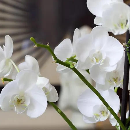 Cyan - Roissy Parc Des Expositions 2* فيليُبانت